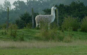 Le lama de la ferme poneyclub de Villers en Argonne
