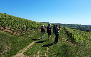 Les vignes de Joigny sur le Belvédère