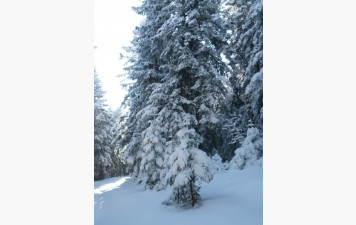 BALADE DE NOEL - DIMANCHE 21 DECEMBRE 2025